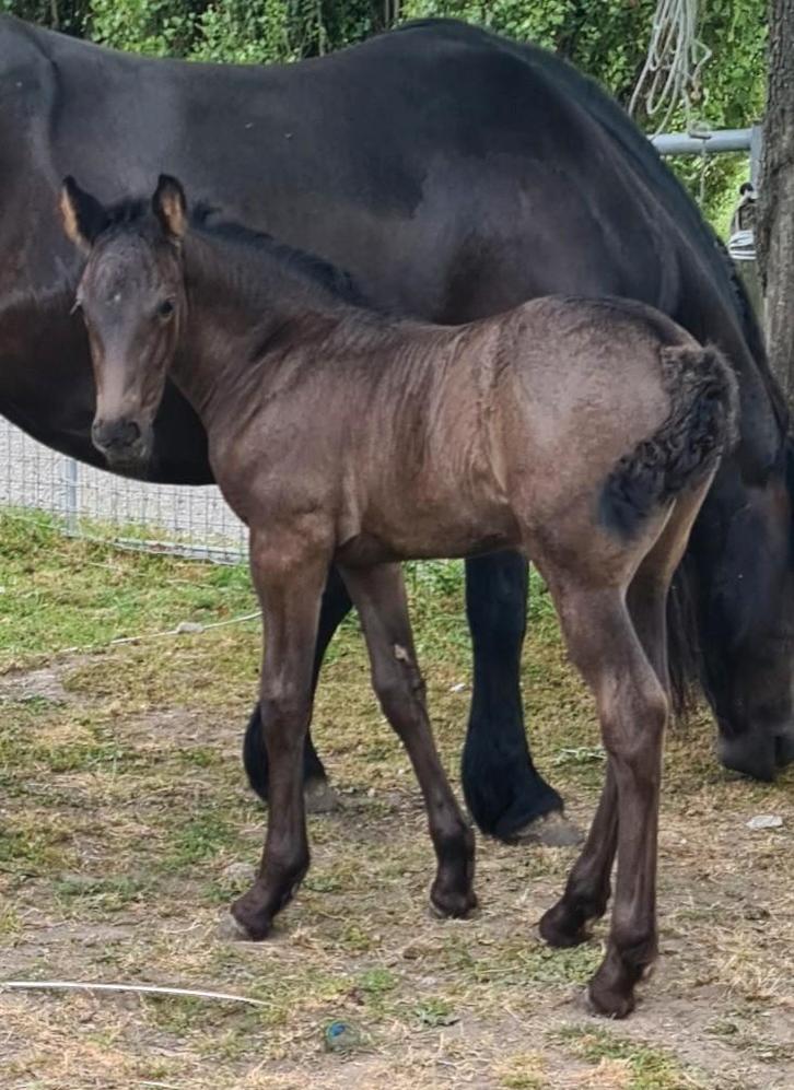 Prachtige grote merrie veulen, Dieren en Toebehoren, Paarden, Merrie, 0 tot 2 jaar, Dressuurpaard, Gechipt, Ontwormd