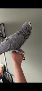 Grijze roodstaart, Geslacht onbekend, Papegaai, Geringd