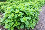 citroen melisse stekjes, Tuin en Terras, Planten | Tuinplanten, Ophalen, Vaste plant, Halfschaduw, Kruiden