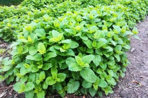 citroen melisse stekjes, Tuin en Terras, Planten | Tuinplanten, Vaste plant, Kruiden, Halfschaduw, Zomer, Ophalen