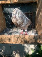 Haagse tilduiven.  Samen 20,-, Dieren en Toebehoren, Vogels | Duiven, Vrouwelijk, Kropper