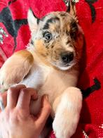 Laatste Husky x Australische Herder Reutje Beschikbaar, Dieren en Toebehoren, Reu, 8 tot 15 weken, Eén hond, Middel