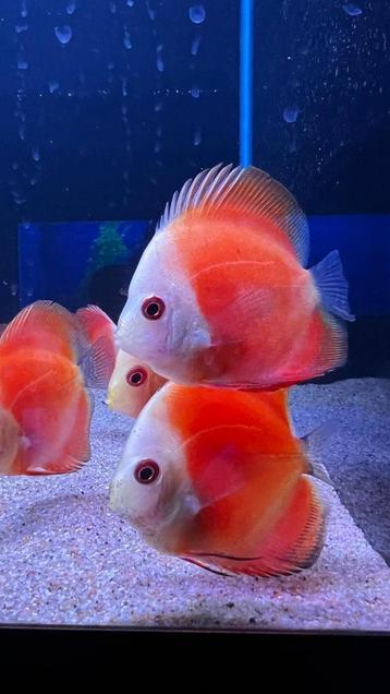kleurige discus, bij G&D Aquaria de mooiste discusvissen beschikbaar voor biedingen