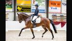 Te koop: mooie veelzijdige merrie, Dieren en Toebehoren, Merrie, Z, Gechipt, Dressuurpaard