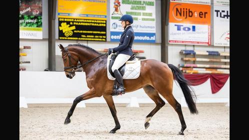 Te koop: mooie veelzijdige merrie, Dieren en Toebehoren, Paarden, Merrie, Z, 165 tot 170 cm, 7 tot 10 jaar, Dressuurpaard, Met stamboom
