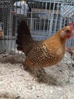 Jonge Friese goudpel krieltjes, Vrouwelijk, Kip