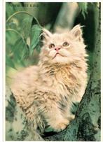 katten kaart 4  stuks, Verzamelen, Ophalen of Verzenden, 1980 tot heden, Hond of Kat