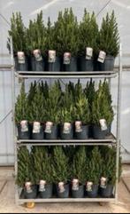 Picea glauca conica kerstboompjes, Ophalen of Verzenden