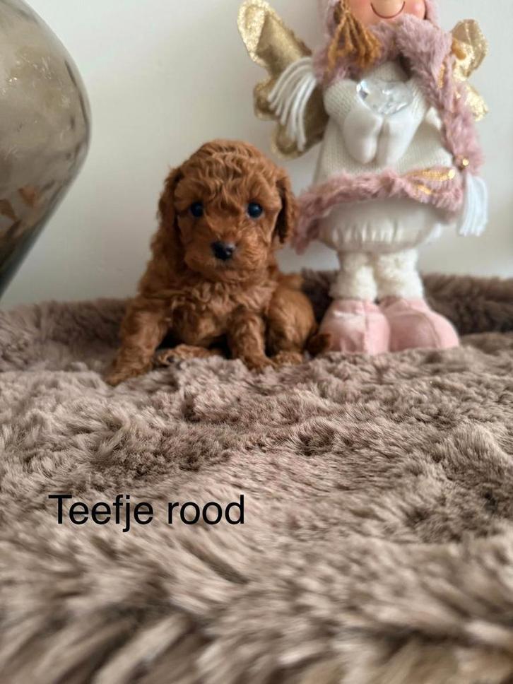 Toy poedel pups abrikoos, Dieren en Toebehoren, Honden | Chihuahua's en Gezelschapshonden, Meerdere dieren, Poedel, Fokker | Hobbymatig