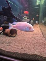 Malawi vis. Albino Moorii, Dieren en Toebehoren, Vis