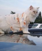 Perzische kat, Dieren en Toebehoren, Kater, Gechipt, 3 tot 5 jaar