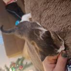 Kittens, Dieren en Toebehoren, Katten en Kittens | Overige Katten, Meerdere dieren