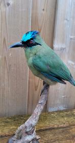 Opgezette Blauwkruinmotmot, Verzamelen, Dierenverzamelingen, Ophalen of Verzenden, Zo goed als nieuw, Vogel, Opgezet dier