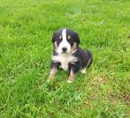 Grote Zwitserse Sennenhond pups, Dieren en Toebehoren, Honden | Niet-rashonden, 8 tot 15 weken, Teef, Groot, Meerdere