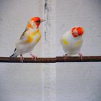 majoor Putter diverse kleuren ook bont en witkeel, Dieren en Toebehoren, Vogels | Overige Vogels, Meerdere dieren, Wildzangvogel