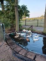 Loopeenden van 31 mei'25, Dieren en Toebehoren, Geslacht onbekend, Wildzangvogel