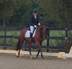 Talentvolle 5 jarige kwpn merrie, Dieren en Toebehoren, Paarden, Merrie, 3 tot 6 jaar