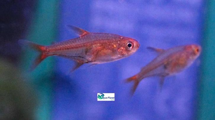 Vuur Tetra, Dieren en Toebehoren, Vissen | Aquariumvissen, Zoetwatervis, Vis, Schoolvis