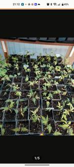 Japanse esdoorn, Acer palmatum bomen ook ginko, bonsai, Tuin en Terras, Ophalen of Verzenden, Bloeit niet, Overige soorten, Halfschaduw