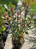 Hebe x tricolor. Wintergroene Hebe soort., Overige soorten, Vaste plant, Ophalen of Verzenden, Halfschaduw