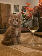 Kleine Vlammetjes: Rode Maine Coon kittens vol liefde, Meerdere dieren, 0 tot 2 jaar