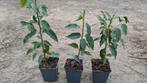 Prunus lusitanica Angustifolia P9 plantgoed, Ophalen, Laurier, Minder dan 100 cm