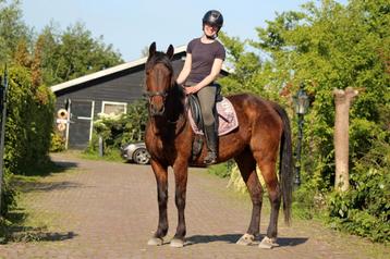 Zachtaardige vriendelijke e pony merrie  beschikbaar voor biedingen
