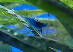blue velvet dwerg garnalen neocaridina davidi, Dieren en Toebehoren, Vissen | Aquariumvissen, Kreeft, Krab of Garnaal