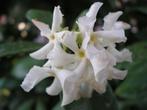 50 Toscaanse jasmijn wintergroen en geurend € 350, Volle zon, Vaste plant, Ophalen of Verzenden, Klimplanten