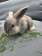 Franse hangoor / vlaamse reus, Dieren en Toebehoren, Konijnen, Meerdere dieren, Groot, Hangoor