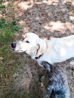 Nieuw huisje gezocht voor Bonnie., 15 weken tot 1 jaar, Rabiës (hondsdolheid), Teef, Eén hond