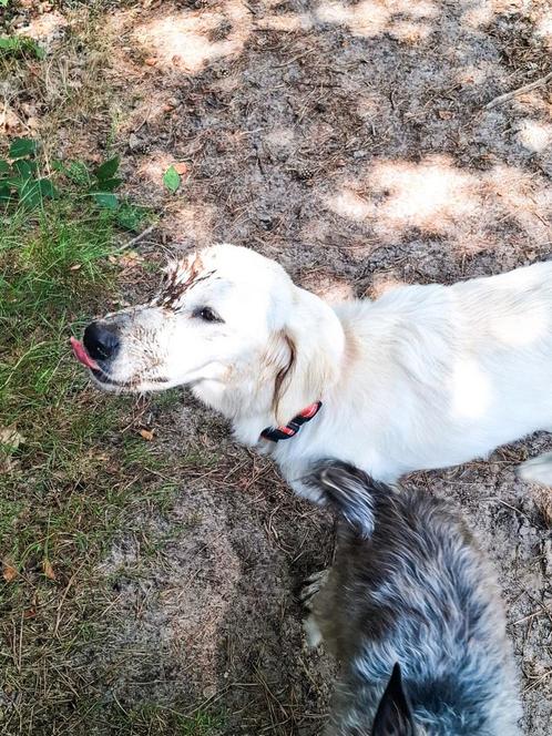Nieuw huisje gezocht voor Bonnie., Dieren en Toebehoren, Honden | Niet-rashonden, Middel, Teef, Particulier, Eén hond, Nederland