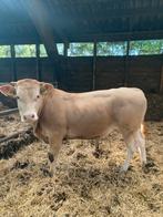 Te koop 3 blonde aquitaine stieren, Dieren en Toebehoren, Vrouwelijk
