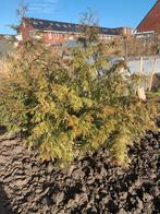 Coniferen uit volle grond, 2 stuks, Tuin en Terras, Ophalen