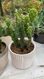 Cactus plant met pot €7, Tuin en Terras, Planten | Tuinplanten, Ophalen, Bloeit niet, Overige soorten, Volle zon