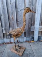 Grote Adelaar poster/foto achter glas, nieuw + meer vogels., Dieren en Toebehoren, Vogels | Overige Vogels, Meerdere dieren