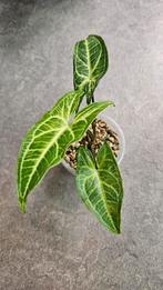 Syngonium Batik (Variegata) #3, Ophalen of Verzenden, Overige soorten, Minder dan 100 cm