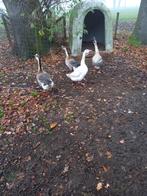 Te koop: 4 ganzen, Dieren en Toebehoren, Pluimvee, Meerdere dieren, Gans of Zwaan