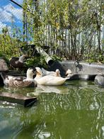 Eenden kwakers, Dieren en Toebehoren, Pluimvee, Meerdere dieren, Eend