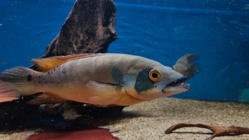 Crenicichla rosemariae man, Dieren en Toebehoren, Vissen | Aquariumvissen, Zoetwatervis, Vis