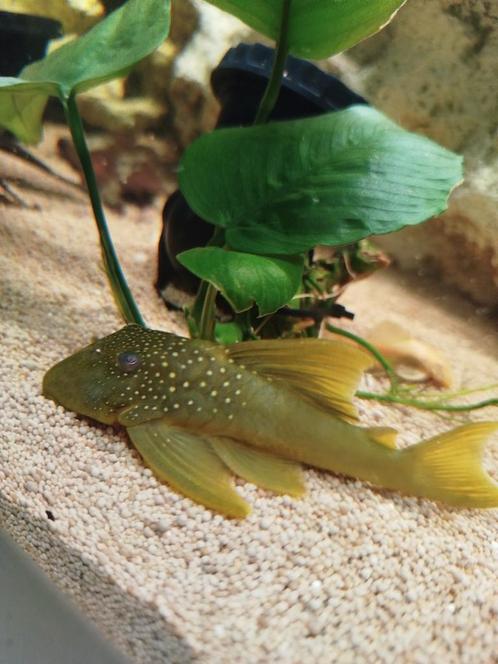 Diverse l nummers, Dieren en Toebehoren, Vissen | Aquariumvissen, Vis