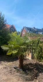 Palmboom, Tuin en Terras, Ophalen, Zomer, Volle zon, Palmboom
