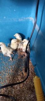 Te koop 4 kuikens Seram ayam maleis.Geboren 14 september ., Meerdere dieren, Kip