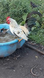 Serama haantjes, Dieren en Toebehoren, Pluimvee, Mannelijk, Kip
