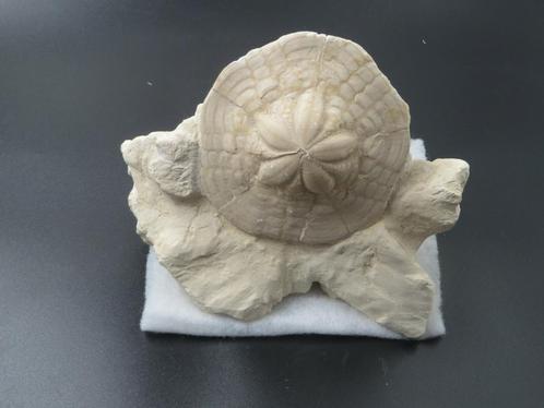 Zee-egel Clypeaster, Verzamelen, Mineralen en Fossielen, Fossiel, Ophalen of Verzenden