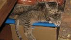 Tegen vrijwillige Donatie - 4 ras-achtig uitziende kittens!, Dieren en Toebehoren, Katten en Kittens | Overige Katten, Meerdere dieren