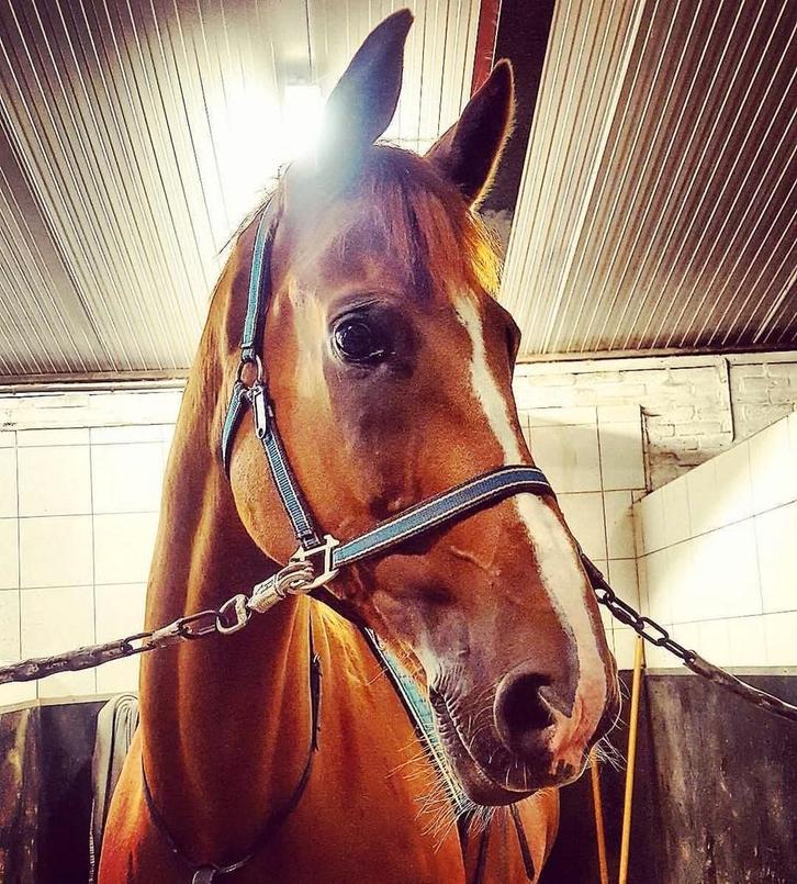 Verzorgpaard gezocht Bergen/Alkmaar, Dieren en Toebehoren, Stalling en Weidegang