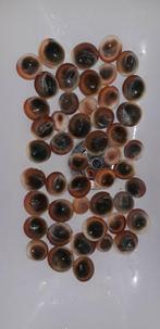 Mata Bias / Cat eye shells/Bitacora operculum Oog van Shiva, Ophalen of Verzenden, Mineraal
