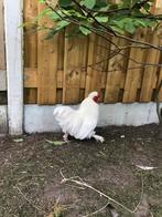 Haan, Dieren en Toebehoren, Pluimvee, Mannelijk, Kip