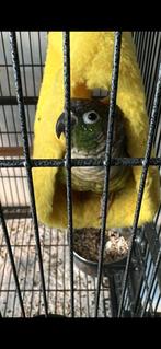 Goed tehuis gezocht voor Pyrrhura van 6 jaar., Dieren en Toebehoren, Geslacht onbekend, Dwergpapegaai of Agapornis